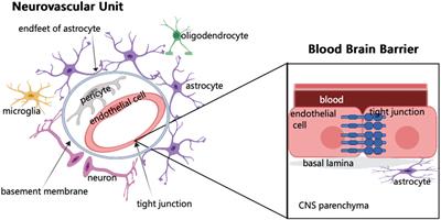 The role of SUMOylation in the neurovascular dysfunction after acquired brain injury